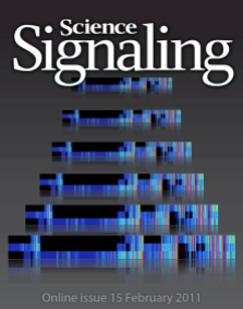 Science Signaling cover, 2011, vol. 4 (no. 160) // Image by Adam Byron // Reproduced with permission from AAAS