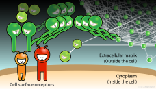 Extracellular matrix networks // Image by Adam Byron